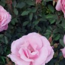 구목정공원 이미지