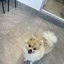 귀빈펫살롱 이미지