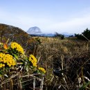 꽃이있는풍경 이미지