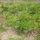 김종군농장 이미지