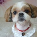 네발친구 이미지