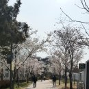 경의선숲길 벚꽃 태안 남면 달산지 벚꽃길 드라이브 여행코스