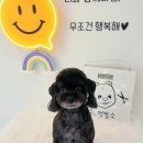 수멍발소 네이버블로그