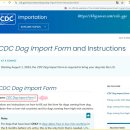 네모강아지 이미지