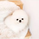 야옹아 멍멍해봐 강아지고양이 평택점 이미지