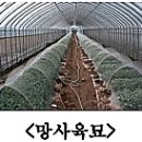 6월 고랭지배추(여름배추) 재배 관리 요령
