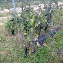 지성농장 이미지