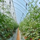 태연농장 이미지