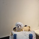 다다펫스파 이미지