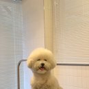 다다다펫그루밍 이미지