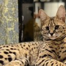 고양이집사 이미지