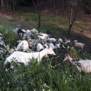 장용농장 이미지