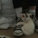 나만없어고양이 이미지
