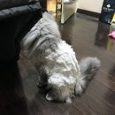 제선현 고양이 미용실 이미지