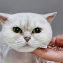 멍분의 멍 이미지