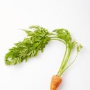 나의 강아지에게 이미지