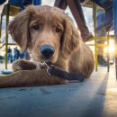 카페트라슈 이미지