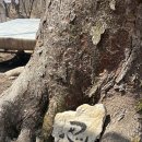 보리밥집 | 순천 조계산 보리밥집 아랫집 후기 | 선암사 송광사 코스 중간 맛집 | 올라가는 길부터 쉽지 않앗던 그...