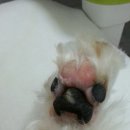 띵까띵까 이미지