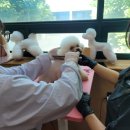 애견1번지 이미지