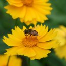 해피아트 이미지