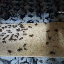 주식회사귀뚜라미 이미지