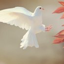 행운나라 - 시흥시 | 행운나라