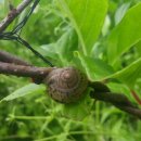 안녕달팽이 이미지