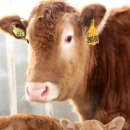 명품한우 이미지