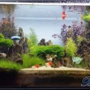 열대어(관상어) 기르기 입문 이미지