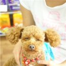 멍멍클럽 이미지