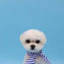 레몬이네 그루밍샵 이미지