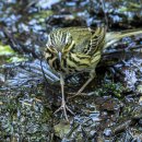 힝등새 Olive-backed Pipit 이미지