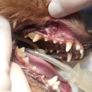 카페거리 동물병원 동행 이미지