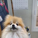 아라펫살롱 이미지