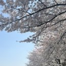 굴포천자전거길2R | 안양천 벚꽃길 4.5 실시간 개화 후기 | 사진 잘 나오는 포토존 공개