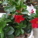 머신퀼트 이미지