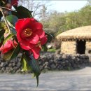 동백꽃 시모음 이미지