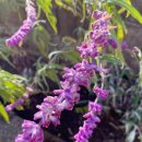 하우스 오브 올드패션 이미지