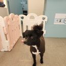 다솜애견미용실 이미지