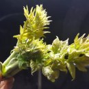 자연 팜 이미지