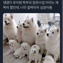 댕댕이 유치원 이미지