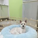 도치빌펜션 | 가평 애견펜션 :: 북한강 뷰 애견동반 가능한 가성비 좋은 도치빌펜션