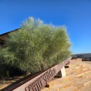 란모텔 | 퍼스 여행 5일차｜조실장투어 2일차 솔직후기 - 칼바리 네이쳐스 윈도우·스카이워크·란셀린