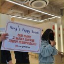 대구강아지분양 퍼피얌 이미지