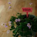 노랑퍼피 이미지