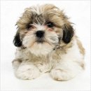 펫퍼스트 24시 강아지분양고양이분양 용인점 이미지