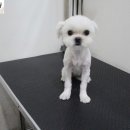 원당애견미용 이미지