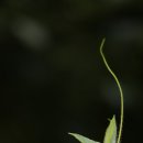 [왕과]쥐참외꽃(쌍떡잎식물 박목 박과의 덩굴성 여러해살이풀) 이미지