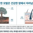 세란의원 네이버블로그